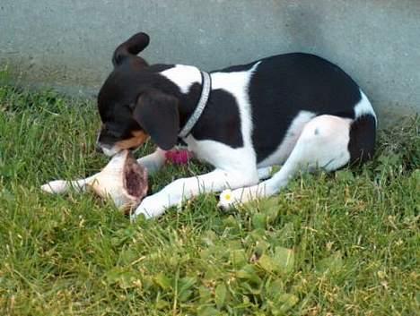 Blanding af racer Baby - Nyt taget d.2/7-2006 billede 5