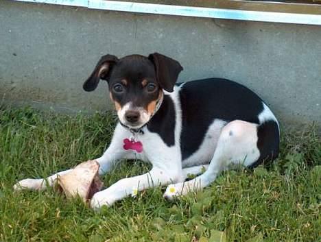 Blanding af racer Baby - Nyt taget d.2/7-2006 billede 6