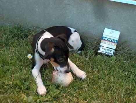 Blanding af racer Baby - Nyt taget d.2/7-2006 billede 7