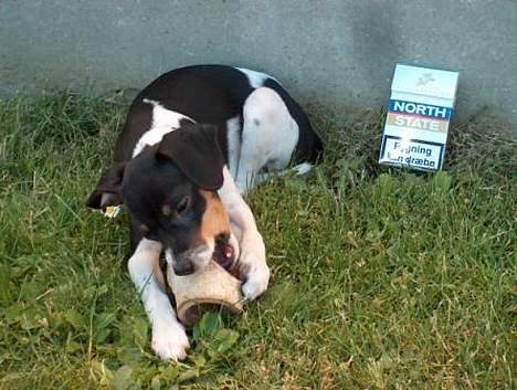 Blanding af racer Baby - Nyt taget d.2/7-2006 billede 8