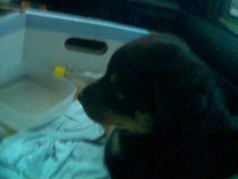 Blanding af racer Zano *RIP* billede 2