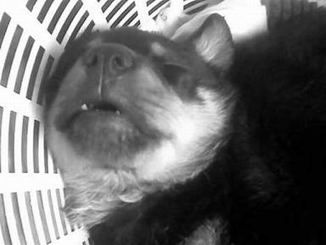 Blanding af racer Zano *RIP* billede 3