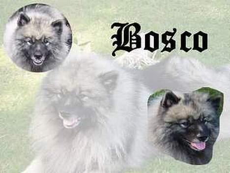 Keeshond keeshos bosco - Smart billede ikke ,jeg er stolt . billede 12