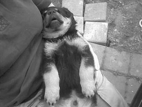 Blanding af racer Zano *RIP* billede 5