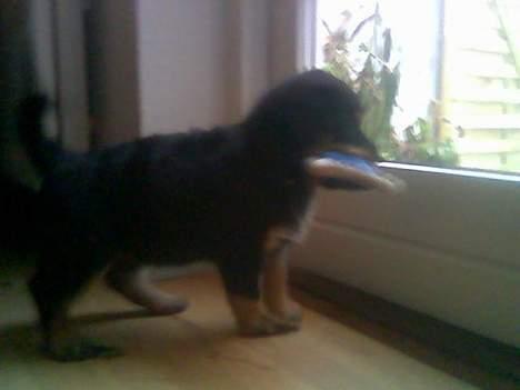 Blanding af racer Zano *RIP* billede 6