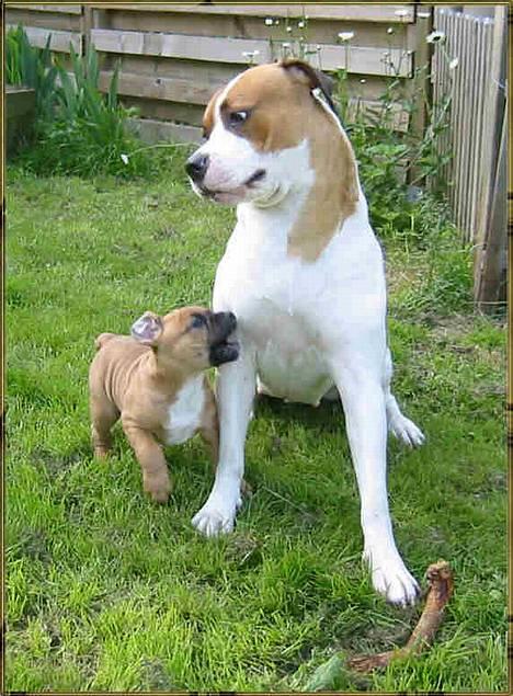 Olde english bulldogge Xantos  (Memory R.I.P.) billede 12