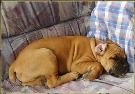 Olde english bulldogge Xantos  (Memory R.I.P.) billede 13