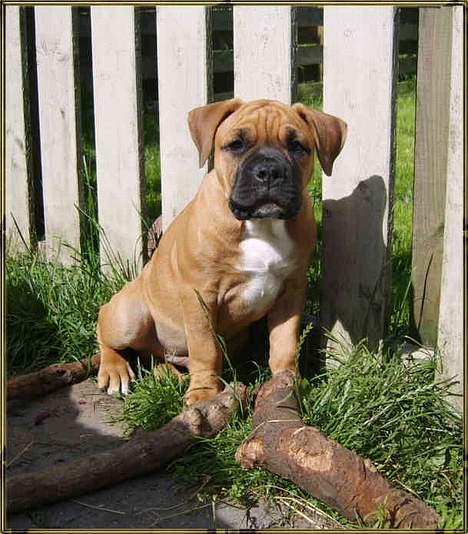 Olde english bulldogge Xantos  (Memory R.I.P.) billede 14