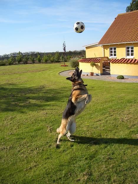 Schæferhund Sisse R.I.P <3 - Ja hun elsker bolde =) billede 1