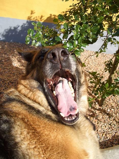 Schæferhund Sisse R.I.P <3 - Gab billede 2