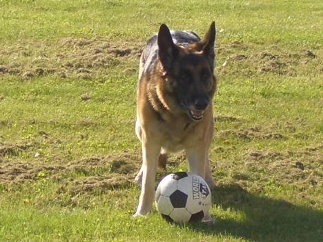 Schæferhund Sisse R.I.P <3 - Vil du ha´ den, kom, og ta´ den billede 3