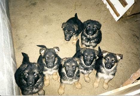 Schæferhund Sisse R.I.P <3 - Sisses første og eneste kuld hvalpe, hele 7 dejlige hvalpe! fra årg 1999 billede 4