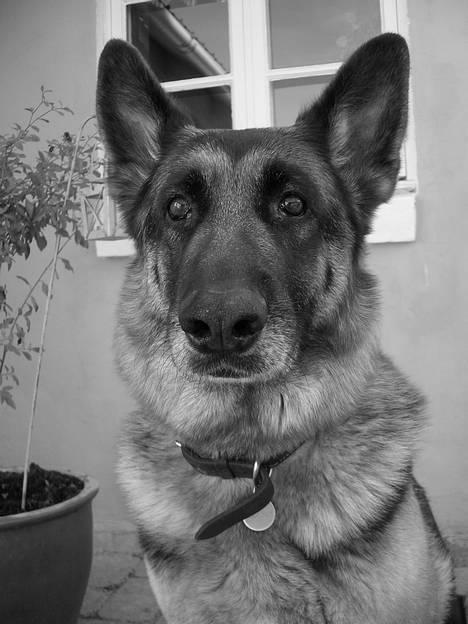 Schæferhund Sisse R.I.P <3 - Så smuk! billede 5