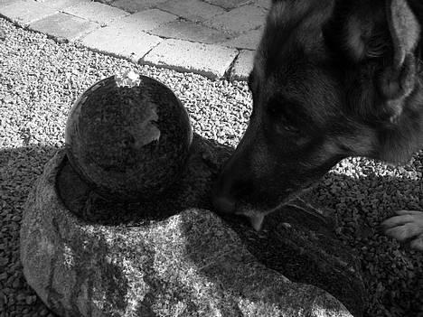 Schæferhund Sisse R.I.P <3 - Ja sisse ved at "vandstenen"  giver vand så der drikker hun hver sommer billede 6