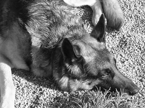 Schæferhund Sisse R.I.P <3 billede 7