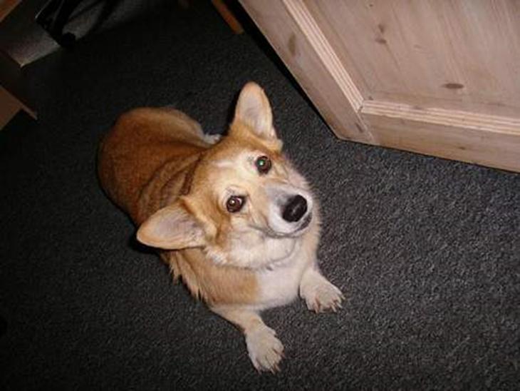 Welsh corgi pembroke SABO #R.I.P ;( - Stener du SABO :) billede 1