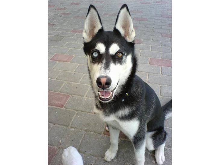 {{currentPhoto.altText}} billede {{currentPhoto.number}}