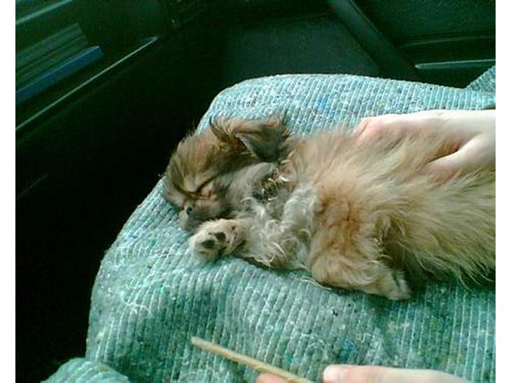 Pekingeser Biger *DØD* - Biger før sig lige en lur, imens vi kører hjem, efter at vi har hentet ham. billede 1