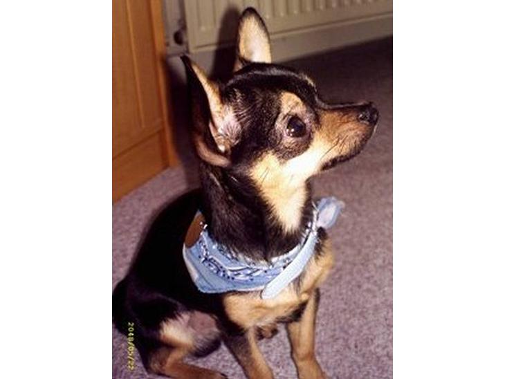 Chihuahua Chucky *R.I.P* billede 1