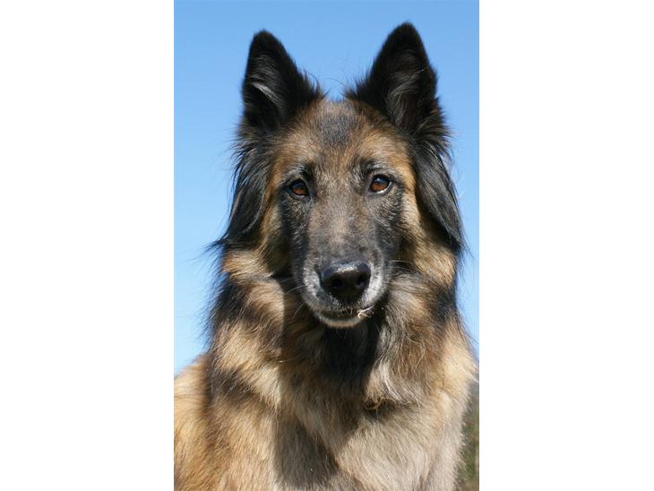 Tervueren Chacami Dess * Himmelhund - April 2009 billede 1