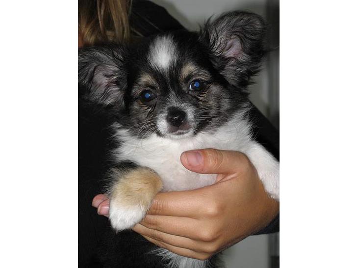 {{currentPhoto.altText}} billede {{currentPhoto.number}}