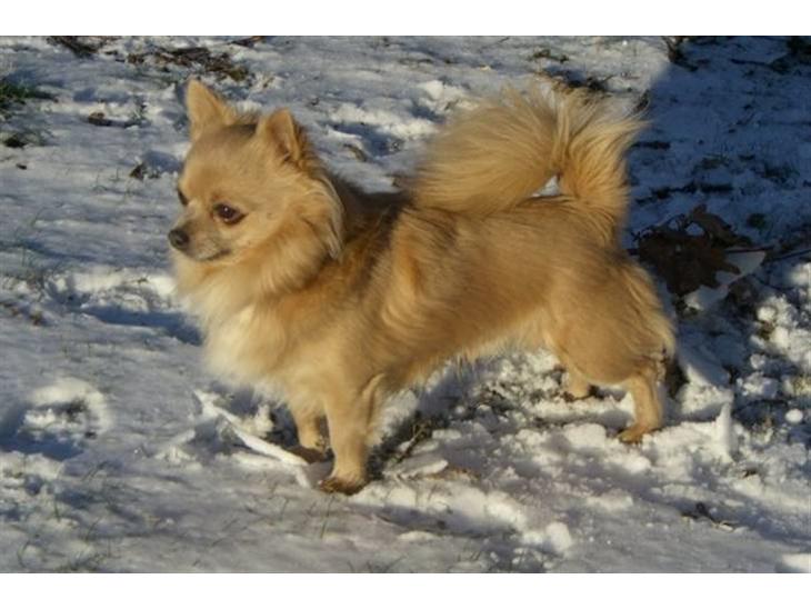 {{currentPhoto.altText}} billede {{currentPhoto.number}}