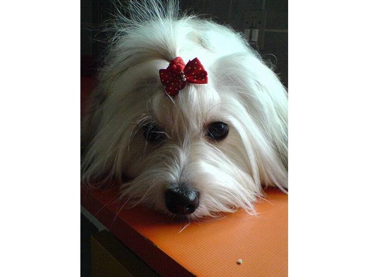 Coton de tulear Trille  - Trille billede 1