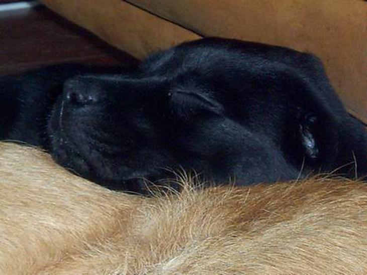 Labrador retriever Tilde *SOLGT* billede 1