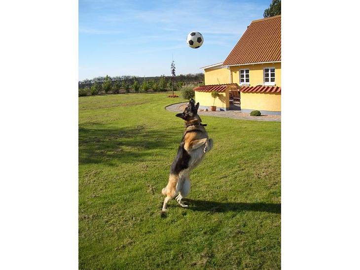 Schæferhund Sisse R.I.P <3 - Ja hun elsker bolde =) billede 1