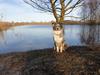 Australian shepherd Nougat