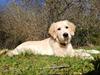 Golden retriever stormy aka Chloé 