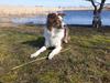 Australian shepherd Mocca [himmelhund]