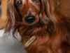 Dværggravhund Walther