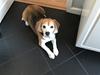 Beagle Simba [ Himmelhund]