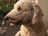 Blanding af racer Bella Labradoodle