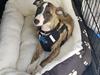 Whippet All Stars Emil 