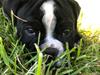 Olde english bulldogge Manse
