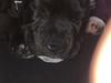 Staffordshire bull terrier Paco