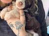 Chinese crested powder puff Nyx