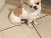 Chihuahua Eddy