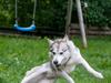 Siberian husky Bailey