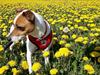 Dansk svensk gaardhund Mille