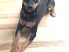Tysk pinscher Jack