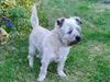 Cairn terrier Bristle Cairn's Jaidee