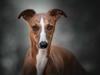 Whippet Bertram 