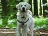 Golden retriever Pumba