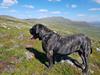 Dogo canario Tacano