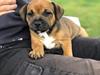Staffordshire bull terrier Kenya 