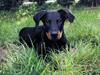 Beauceron Flynn