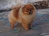 Pomeranian Penny (Simvol Goda russian Queen) 